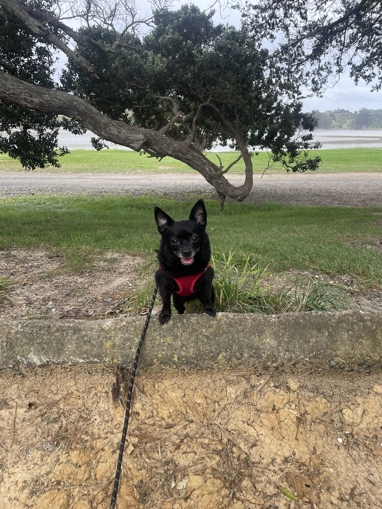 Ruby, Nathan's pride and joy